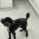 내동애견 이미지