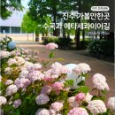 진주 가볼만한곳 초전공원 핑크수국이 예쁘게 핀 메타세콰이어길