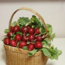 화창한 봄날 치매를 예방하는 레디쉬(Radishes) 피클(Pickle)를 만들어 봅시다. 이미지