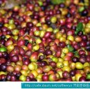커피에서 sundry 사진과 green bean dry사진 이미지
