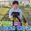 신박한 꿀팁! 판매 지끈을 이용한 목부작 관솔 로디게시 행잉작품! 석곡 덴드로비움 분촉 꿀팁 배워요 이미지