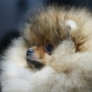 Pom생Pom사 이미지