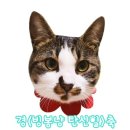몽실이와찌