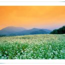 봉평별빛 이미지