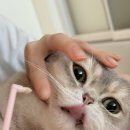 모델리스 덴탈랩 | 고양이 치석, 입냄새 제거 간식 추천! 이빨과자 ‘그리니즈’ 효과 솔직 후기, 급여방법