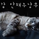 여포꾸이꾸이 이미지