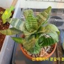 산세베리아