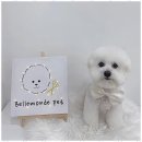 강아지 미용실 이미지