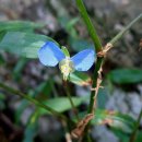 [고동산~화야산] 무더위를 한방에 날려주는 경기도의 아침가리골 (2009.8.14)재작성 이미지