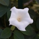 화이트 독 이미지