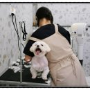 몽슈슈 강아지 이미지