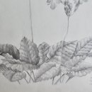 예쁜 꽃그리기(보테니컬아트) 이미지