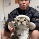 순한고양이 이미지