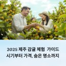 미선농장 2 | 2025 제주 감귤 체험 완벽 가이드: 시기부터 가격, 숨은 명소까지 총정리!