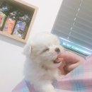 소사랑동물병원 네이버블로그
