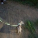 까까 주시개 이미지