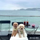 감천교회 화장실 | [부산/영도] 흰여울 오션뷰 애견동반카페, 낭만한도초과(feat. 리스보아)