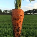 당근공인중개사사무소 이미지