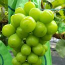 대간물농장 이미지