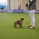 비바코리아 이미지