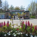 노거수 벚꽃나무가 많은 어린이대공원 이미지