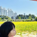 용인조정경기장 | 5월 용인 아기랑 갈만한곳, 유채꽃 폭발 기흥호수공원! 조정경기장 주차 꿀팁과 솔직 후기 (260518)