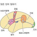 (자연과학의 역사) 85. 뇌 속의 언어 영역 – 피에르 파울 브로카 (1824~1880년) 이미지