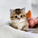 먼치킨
