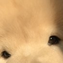 쌉돼지 이미지