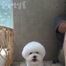 름자펫살롱 이미지