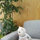 행복하개 애견샵 이미지