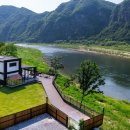 강아지풀 애견 이미지