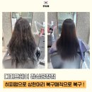 복슬 강아지미용실 | 문정동미용실 복구매직 잘하는 디머드헤어 잠실문정점 후기