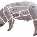 꿀꿀돼지다