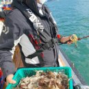 여수쭈꾸미 이미지