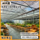 푸른팜