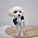 토비애견미용 | 달서구애견미용은 토비펫살롱에서!!