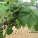 정학농장 이미지