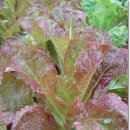 효성농장 이미지