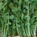 초롱농장 이미지