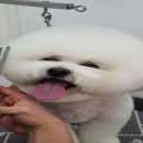 짱구 짱아 애견샵 이미지