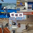 아마존게임전자 | 아기랑 대형견 동반 제주여행_ 씨월드고속훼리 퀸메리호 목포↔제주 왕복 탑승후기