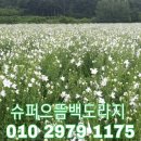 까치슈퍼 이미지