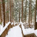 편백숲,쉼 이미지