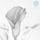 [덕계] 소소한 연필드로잉 | 연필로 칼라 꽃그림 그리기, 성인 드로잉 클래스 후기