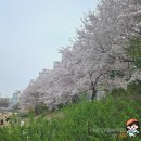 롯데쇼핑(주)롯데마트 장암점 | 의정부 벚꽃 명소 중랑천 벚꽃비 날리는 돗자리 포인트와 벚꽃 엔딩