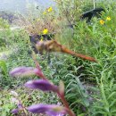 여름꽃농장 이미지