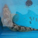 동양낚시 이미지