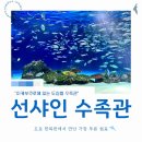 이케부쿠로 선샤인시티 선샤인 수족관 후기｜하늘을 나는 펭귄과 해파리 전시가 예쁜 도쿄 실내 데이트...