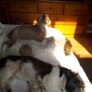 하도 로운이네 이미지